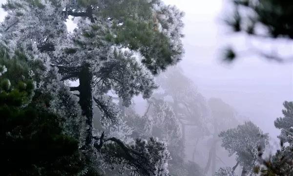 大山羔羊逃生